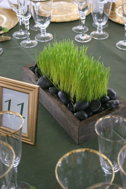 Wheatgrass Tray